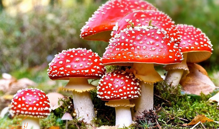 هشدار نسبت به مسمومیت نوعی قارچ در بهار