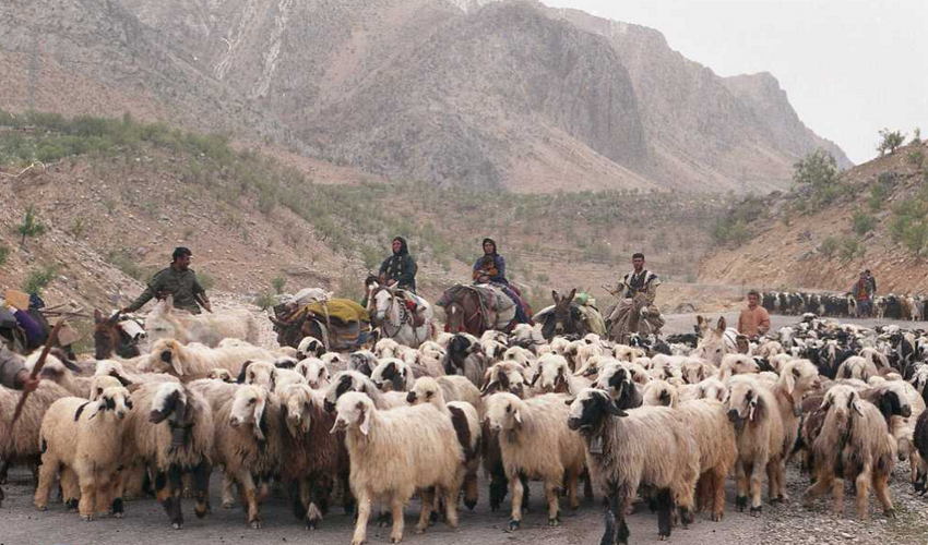 اعزام اکیپ های ارزیابی عملکرد اقدامات کنترل کوچ عشایر به 10 استان کشور                            