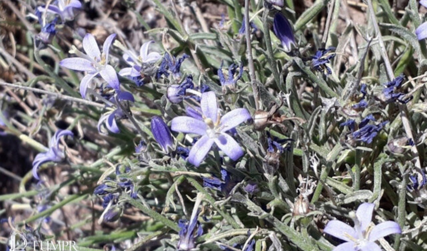 برداشت چه محصولات و گونه‌هایی در ایلام ممنوع اعلام شد