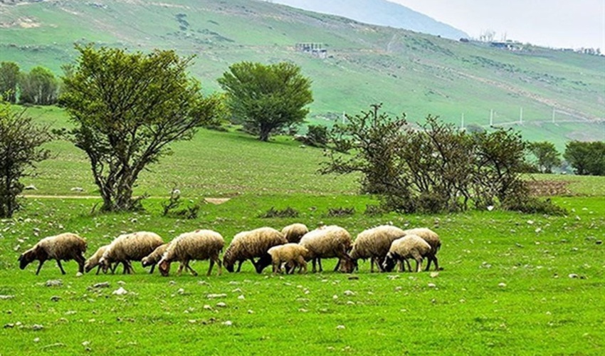 ضرورت استفاده از پسماند کشاورزی برای جلوگیری از فشار  به مراتع همدان