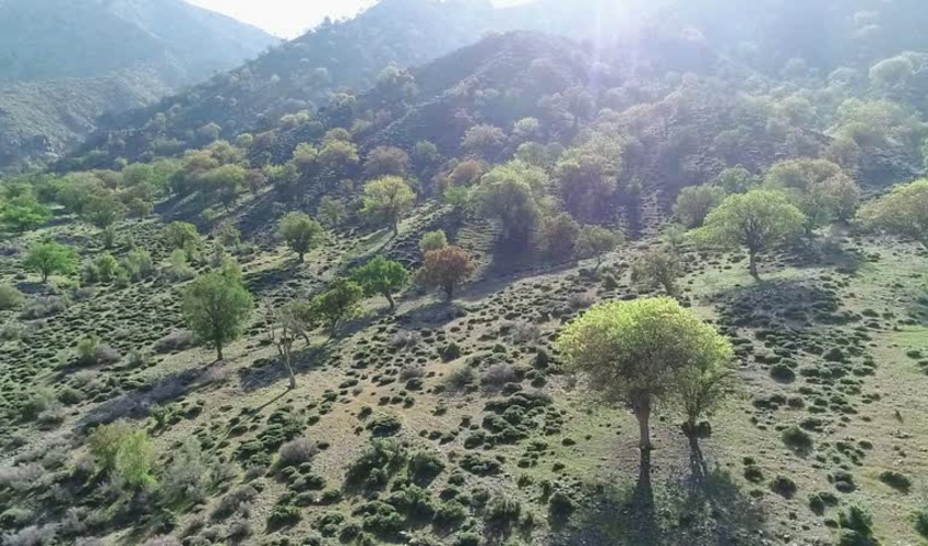 ذخیره‌گاه‌های جنگلی جنوب کرمان، گنجینه‌ای که باید حفظ شود 