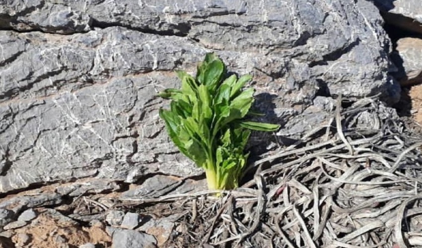 چهارمحال/ کرفس کوهی، دارویی نهفته در دل طبیعت؛ گنجی که به تاراج می‌رود