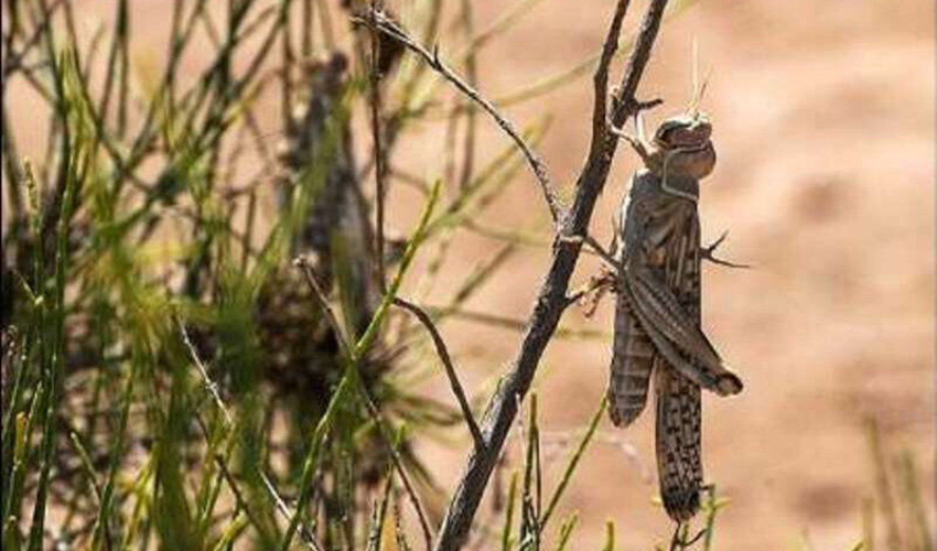 سمنان/ آغاز عملیات کنترل آفت در ۵۰۰ هکتار از تاغزارهای شهرستان شاهرود 