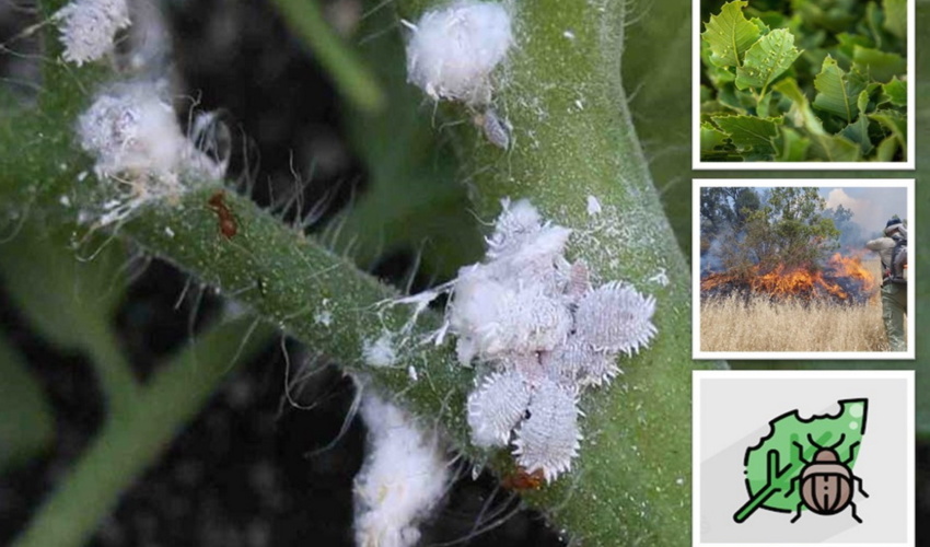 کنترل آفات، بیماری‌ها و اطفای حریق در اولویت سازمان منابع طبیعی و آبخیزداری کشور