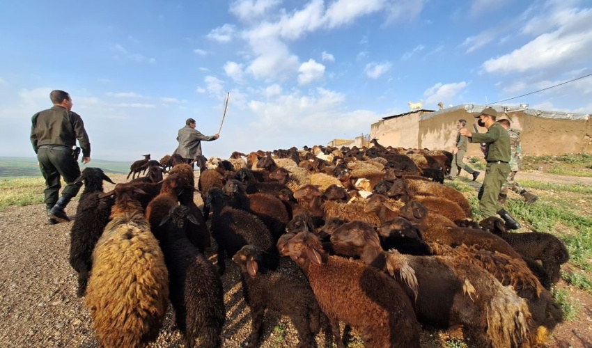 زنجان/ اخراج یک هزار راس دام غیرمجاز از مراتع روستای خلج