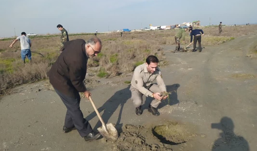 گلستان/ 532 هکتار از اراضی ساحلی خزر در گلستان، درختکاری می‌شود