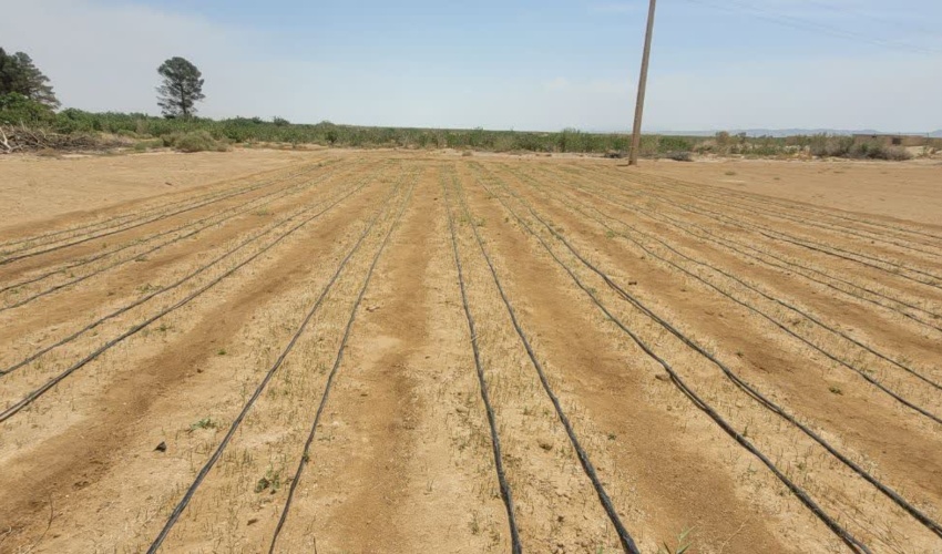 سمنان/ تولید یکصد هزار اصله نهال ریشه ای تاغ در ایستگاه تثیبیت شن حسن آباد شهرستان دامغان