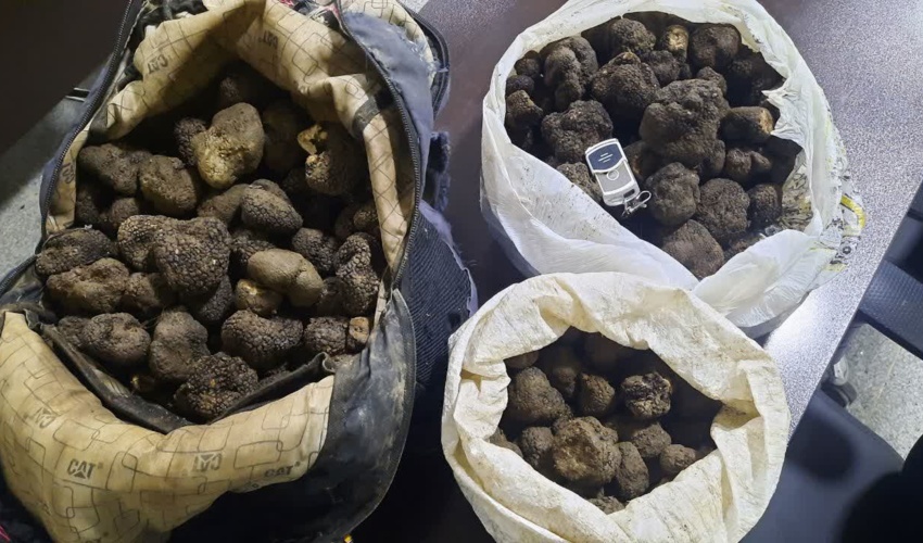 گلستان/ کشف و ضبط ۱۶ کیلوگرم قارچ ترافل در شهرستان آزادشهر 