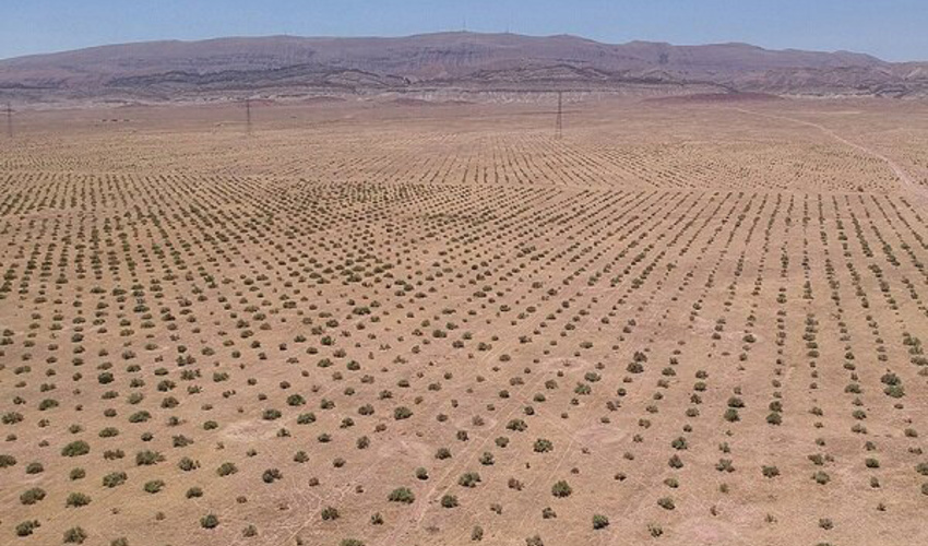 کرمان/ نهالکاری در ۱۷۰۰ هکتار از اراضی بیابانی زرند