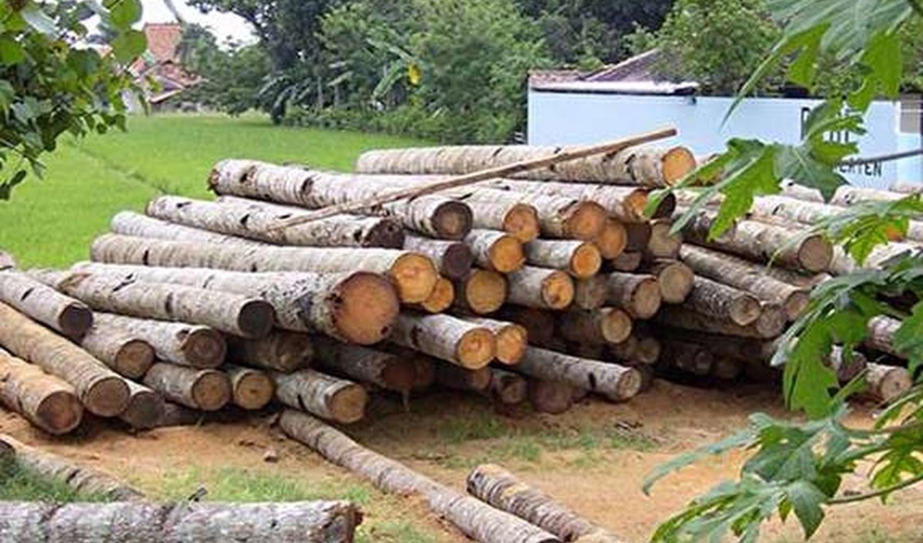 کشف بیش از 13 تُن چوب قاچاق در قم