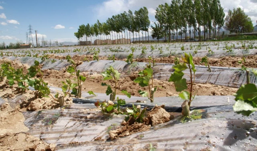 سمنان/ تولید 20 هزار اصله نهال اکالیپتوس در گرمسار برای مقابله با بیابان زایی