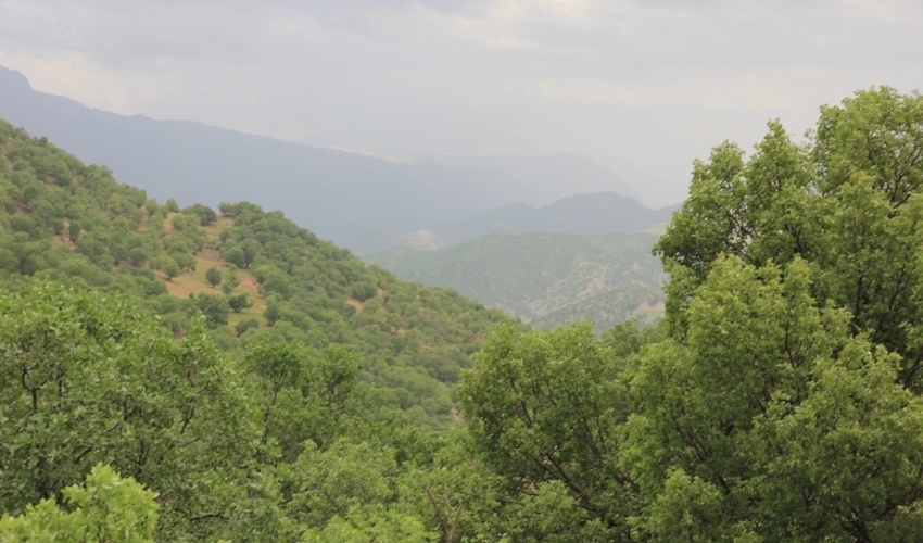 چهارمحال و بختیاری/ لزوم مشارکت مردم در حفظ و نگهداری جنگل‌ها