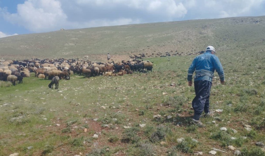 اخراج ۵۰ هزار رأس دام غیرمجاز از مراتع استان قزوین