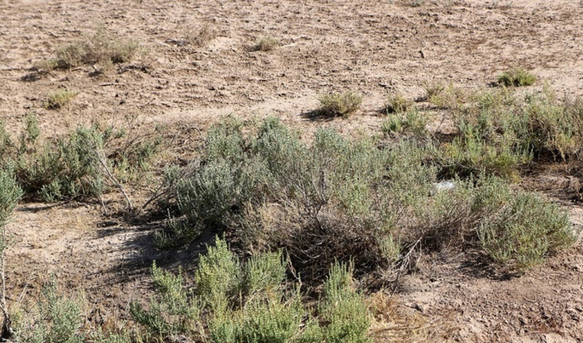 آذربایجان غربی/ 2 هزار و 600 هکتار از حاشیه دریاچه ارومیه زیر پوشش عملیات نهال و بوته‌کاری قرار گرفت