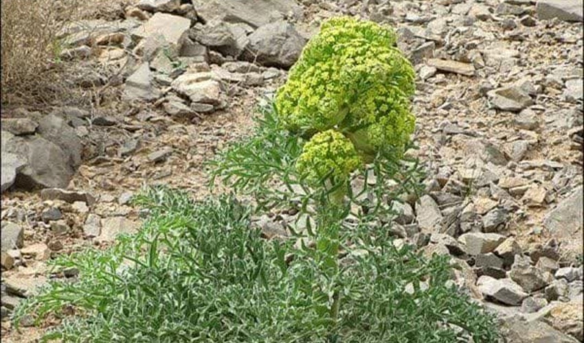 خراسان رضوی/ کشت گیاه دارویی «آنغوزه» در ۵۰ هکتار از اراضی شهرستان تایباد
