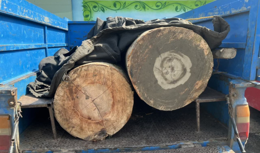 کشف و ضبط 2 اصله گرده بینه قاچاق جنگلی در اردبیل