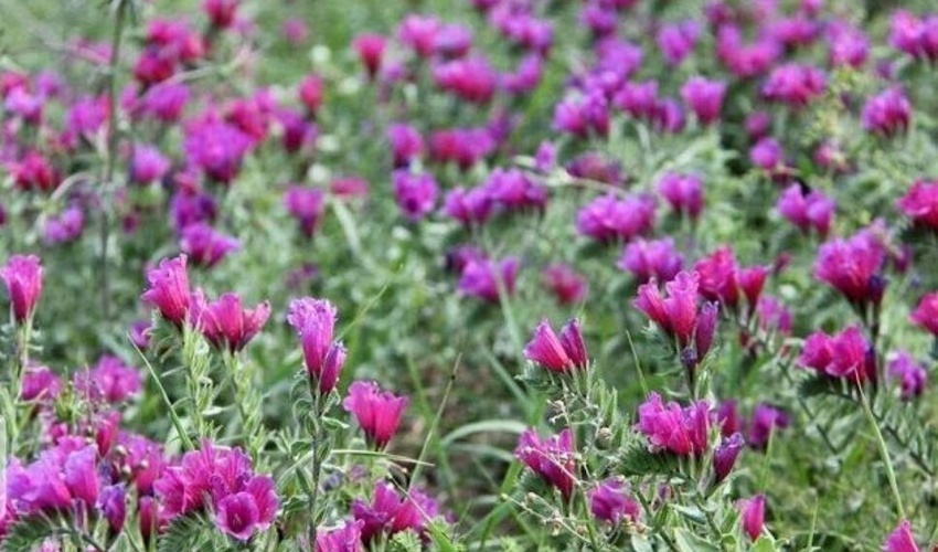 خراسان شمالی/ کشت گیاهان دارویی در 680 هکتار از مراتع شیروان هدف‌گذاری شد