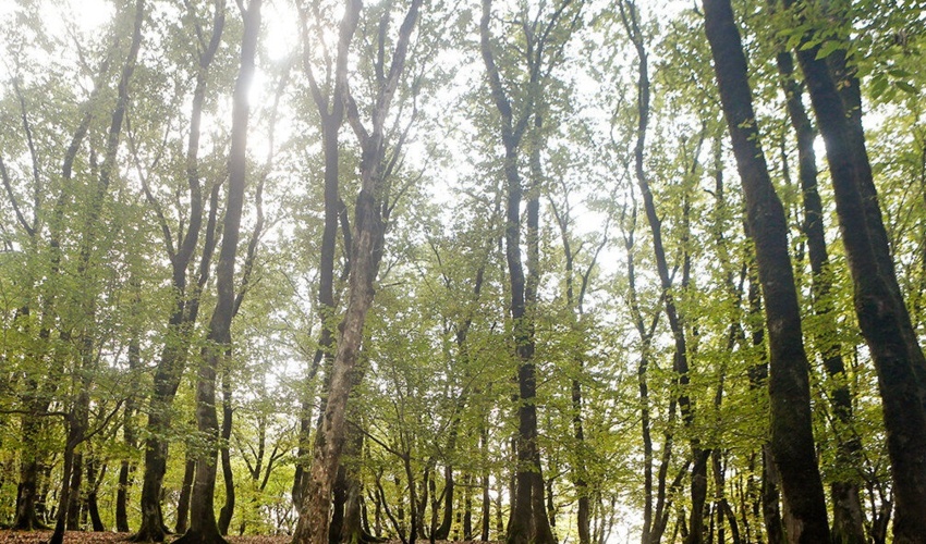  2 تن بذر از جنگل‌های خراسان‌شمالی برداشت شد