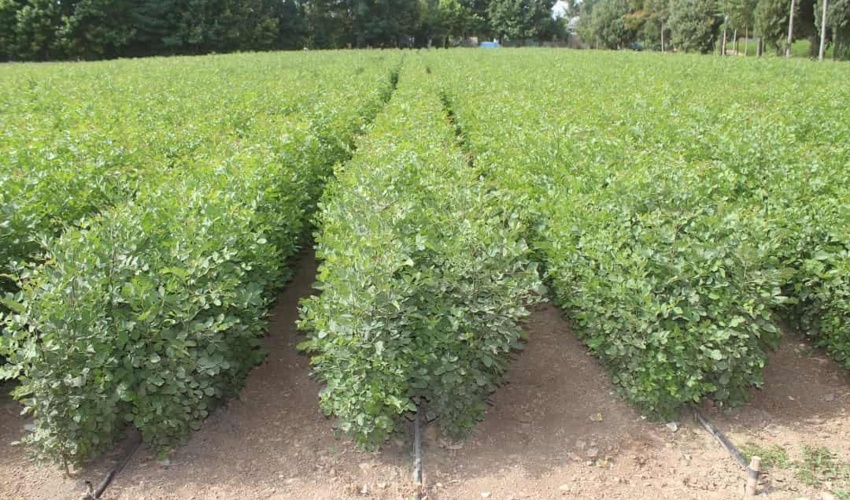 تولید هفت میلیون و ۱۸۹ هزار اصله نهال در استان مرکزی