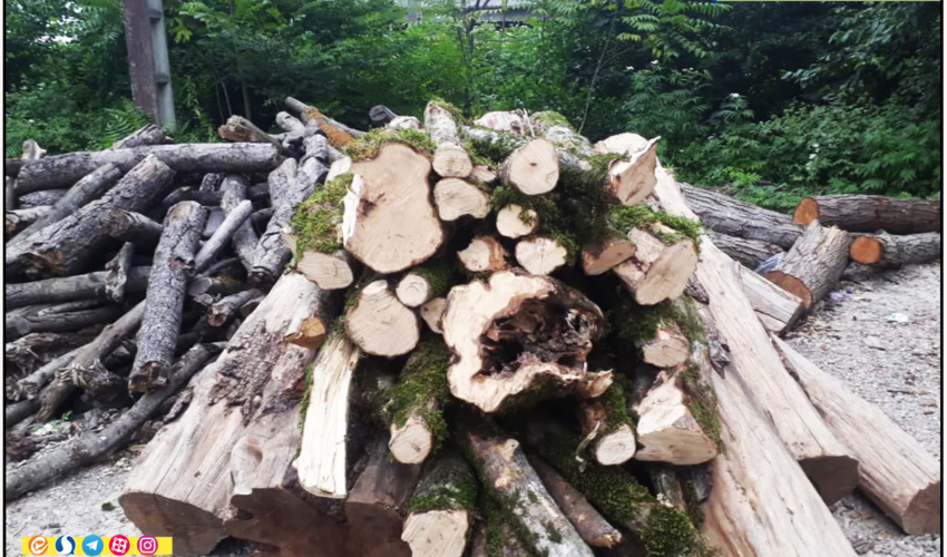 مازندران - ساری/ کشف و ضبط چوب آلات قاچاق جنگلی در شهرستان قائمشهر