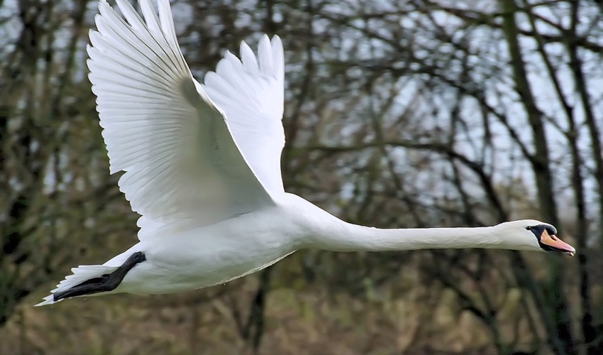 ندیدم که قویی به صحرا بمیرد
