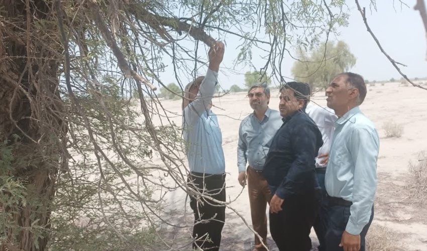 جنوب کرمان/ پایش وضعیت سلامت جنگل هزار کهور شهرستان رودبار جنوب