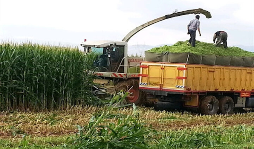 تولید 300 هزار تن علوفه از مراتع لرستان