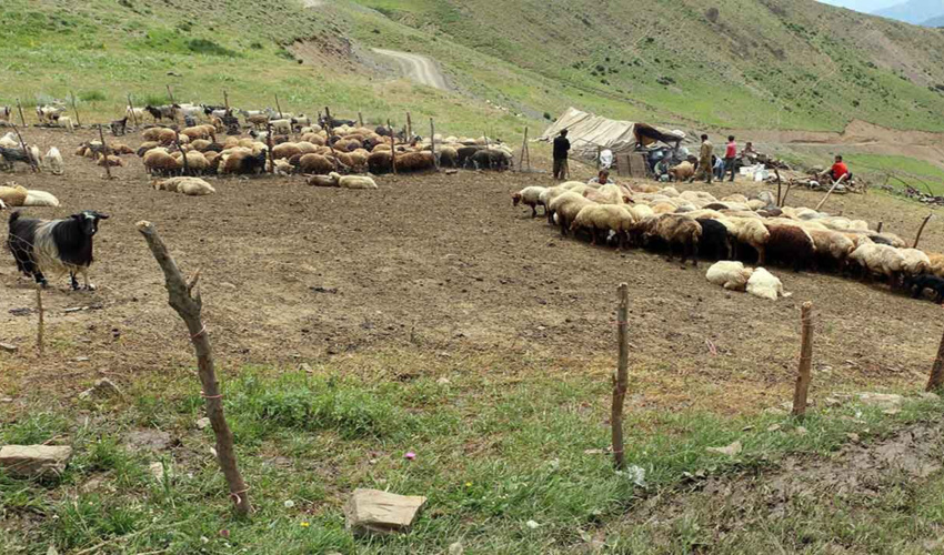 کرمان/ اجرای پروژه مدیریت چرا از راهکارهای حفظ و احیاء مراتع است