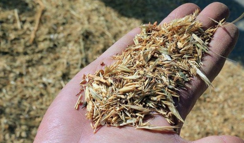 احیا و اصلاح مراتع به ۵۰۰ تن بذر در سال نیاز دارد / تصویب اعتبار ۲۰۰ میلیارد تومانی مراتع در بودجه امسال