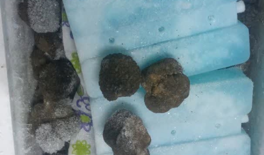 کشف و ضبط 15 جعبه قارچ ترافل قاچاق در استان البرز