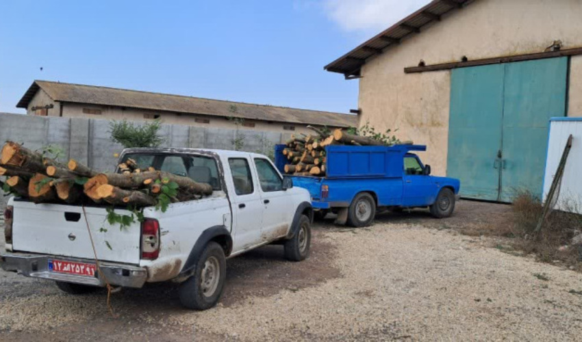 اردبیل/ عامل قطع درختان جنگلی منطقه سقزچی دستگیر شد