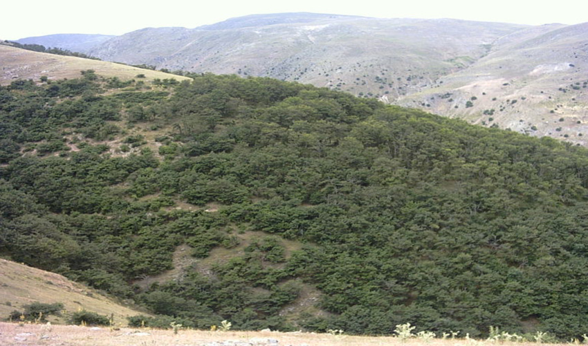 چهارمحال/ دستگیری ۲۰ متخلف برداشت غیرمجاز گزانگبین در کوهرنگ