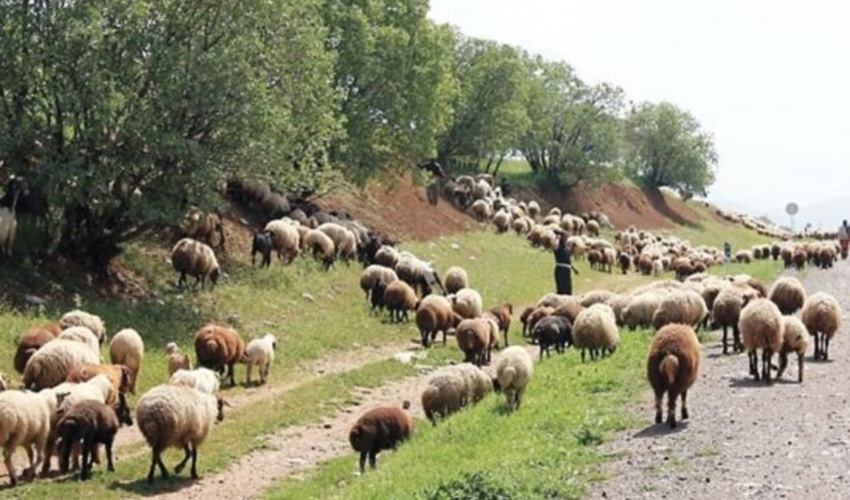 کمبود دام یکی از دلایل آتش‌سوزی در مراتع لرستان است