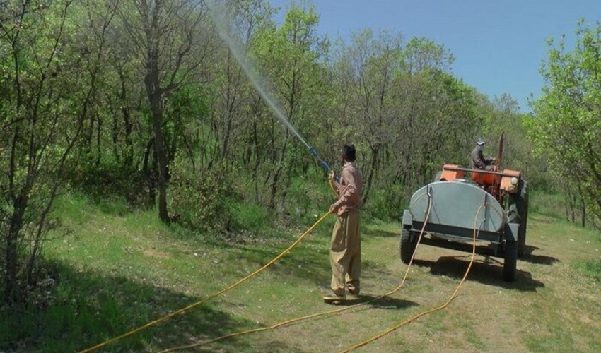 کاهش آفت برگ خوار و بهبود حال بلوط های کهگیلویه و بویراحمد