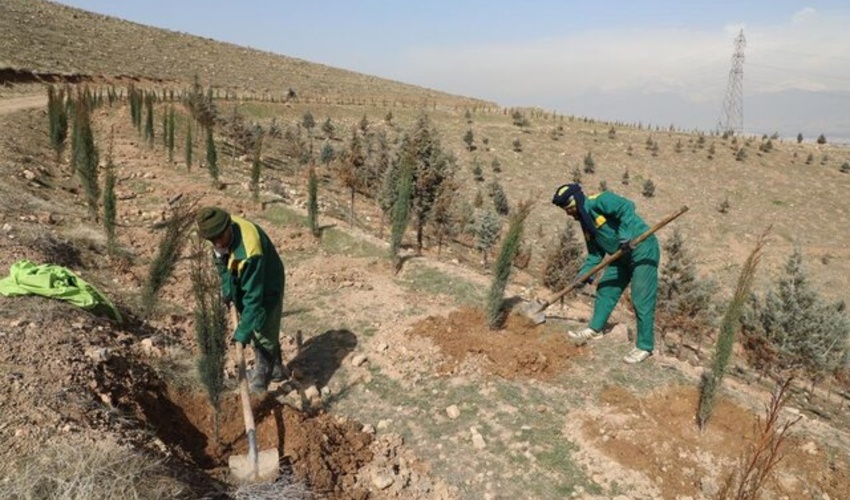 اصفهان/ 800 هکتار از اراضی ملی نجف‌آباد درختکاری می‌شود