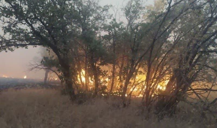 لرستان/ آتش گسترده در جنگل‌های دلفان مهار و کنترل شد