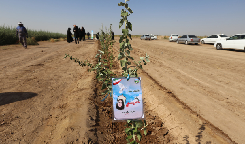 غرس 96 اصله نهال به یاد 96 شهیده استان کرمان