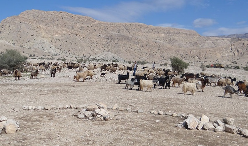 ۱۵ آبان، زمان مجاز چرای دام در مراتع استان بوشهر