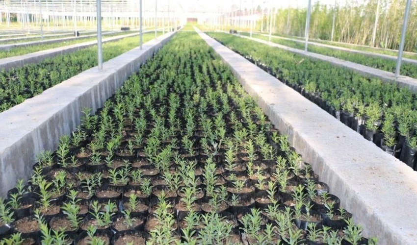 طرح یک میلیارد درخت نهالستان های منابع طبیعی را زنده کرد