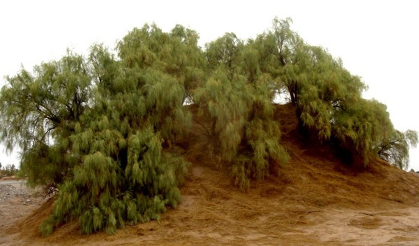 زیبایی های ایران تمامی ندارد؛ / نبکاها در کویر لوت شگفتی می آفرینند!