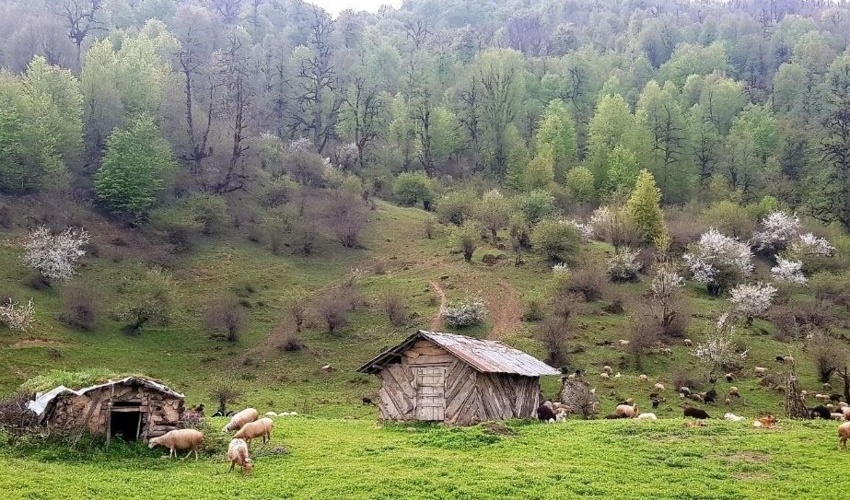 حضور دام در جنگل‌های زاگرس، ۲ برابر توان اکولوژیک منطقه