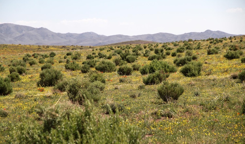 چرای دام در ۳۷۵ هزار هکتار از مراتع استان البرز مدیریت شد/ 2 میلیارد تومان اعتبار به حوزه مرتع اختصاص یافت