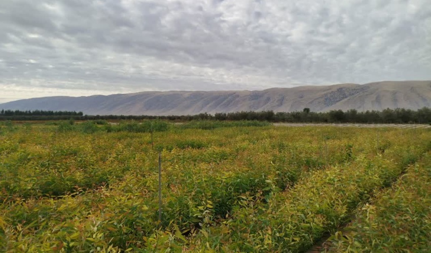 کرمانشاه/ تولید بیش از هفتصد هزار اصله نهال گرمسیری در نهالستان انزل