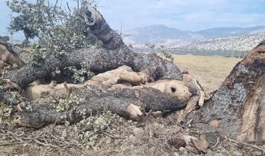 کهگیلویه و بویراحمد/ دستگیری متخلفان قطع درختان جنگلی و قاچاق چوب در باشت