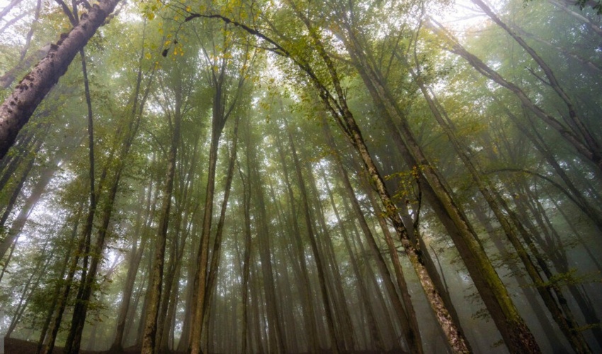 یک تن بذر از جنگل های خراسان شمالی برداشت شد