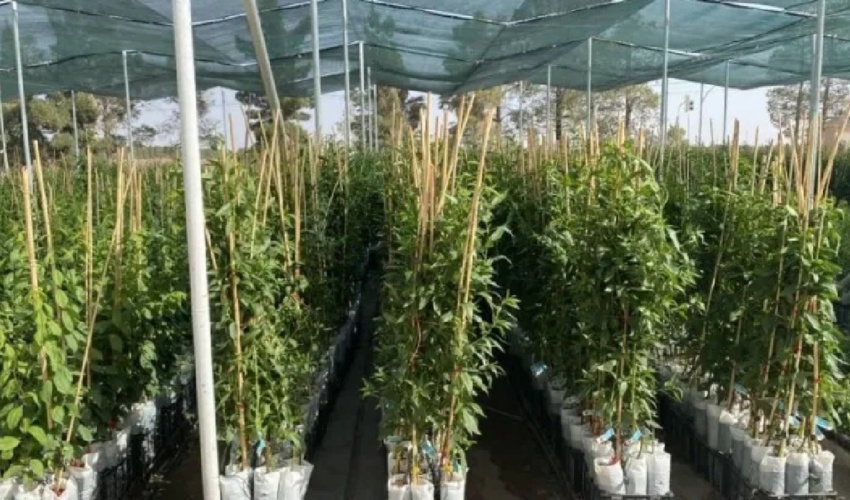 نهال‌کاری در سطح 450 هکتار از اراضی لرستان آغاز شد