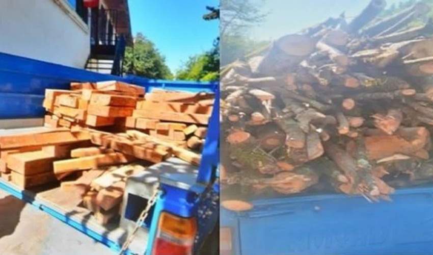 گیلان/ توقف محموله‌های چوب قاچاق در لنگرود