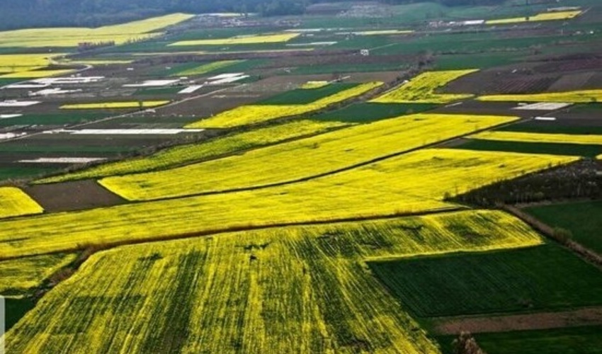 مازندران -ساری/ جزییات آزادسازی اراضی ملی در بابل