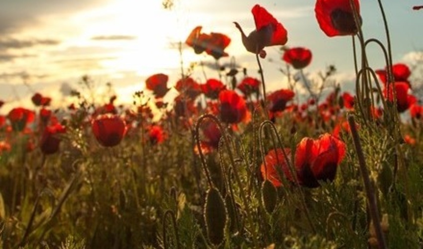 زنجان/ به طور جدی با کشت گونه های گیاهی مواد مخدر در مراتع برخورد می‌شود