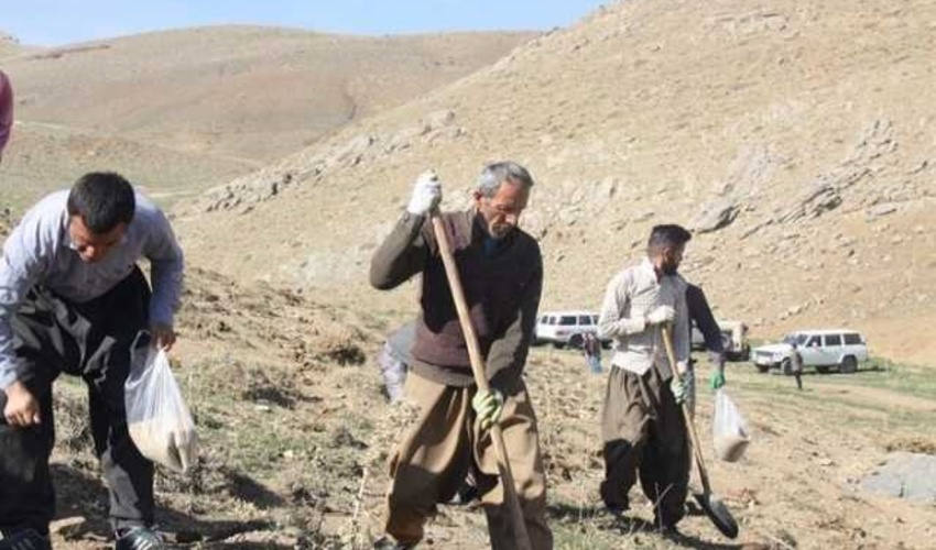 مرکزی / آغاز پروژه 90 هکتاری کپه‌کاری در سامان عرفی مشهدگرمه اراک